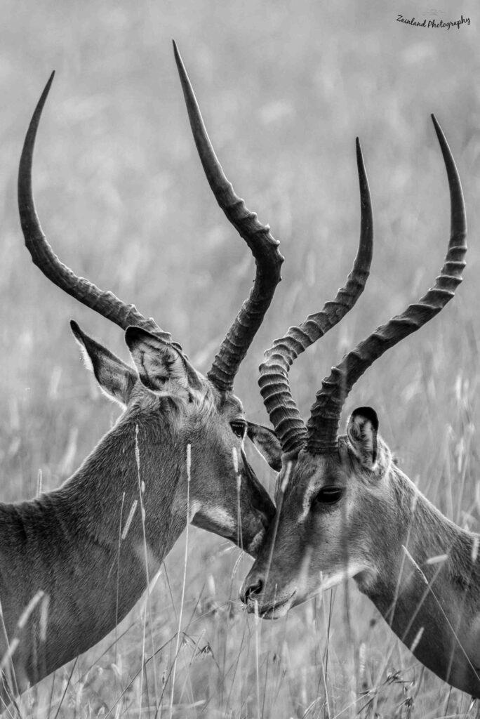 Impala bonding