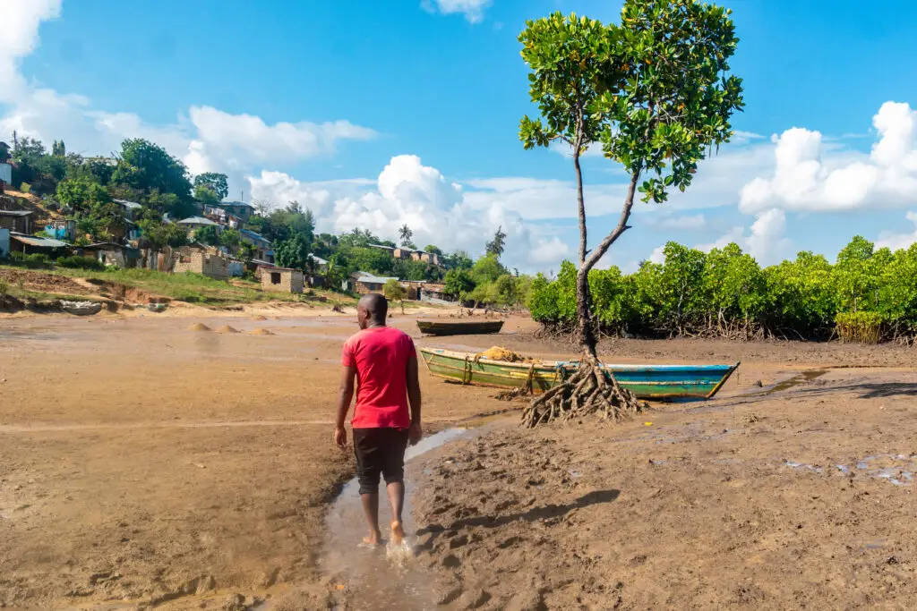Mangrove conservation in Mombasa