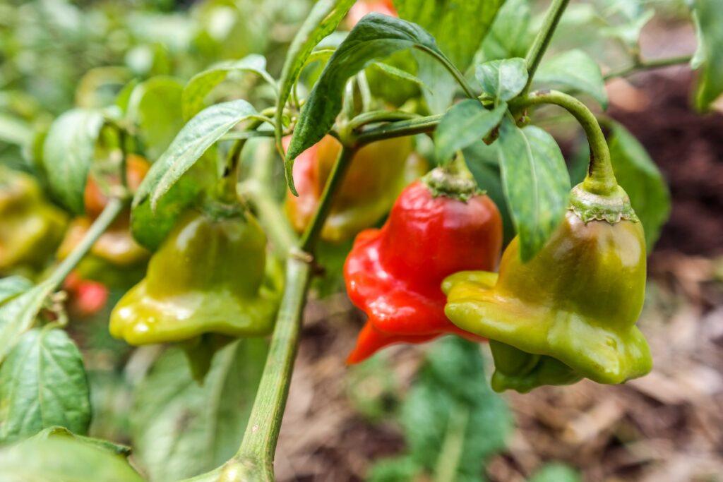 Bell peppers or Hoho in farm_SAMSUNG CSC